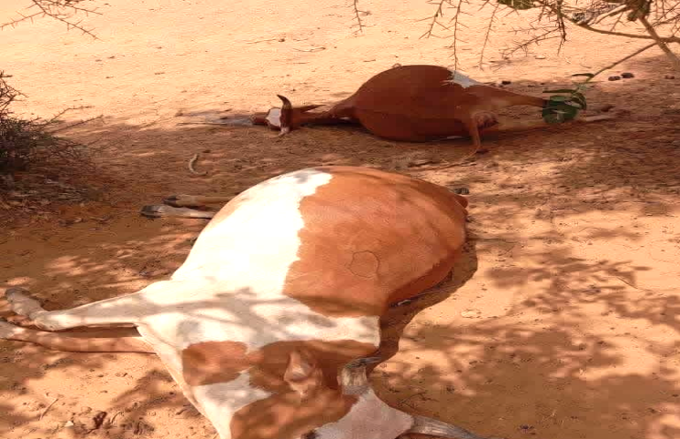 Alerte en Assaba : 13 bovins tués par une eau stagnante à Kankossa
