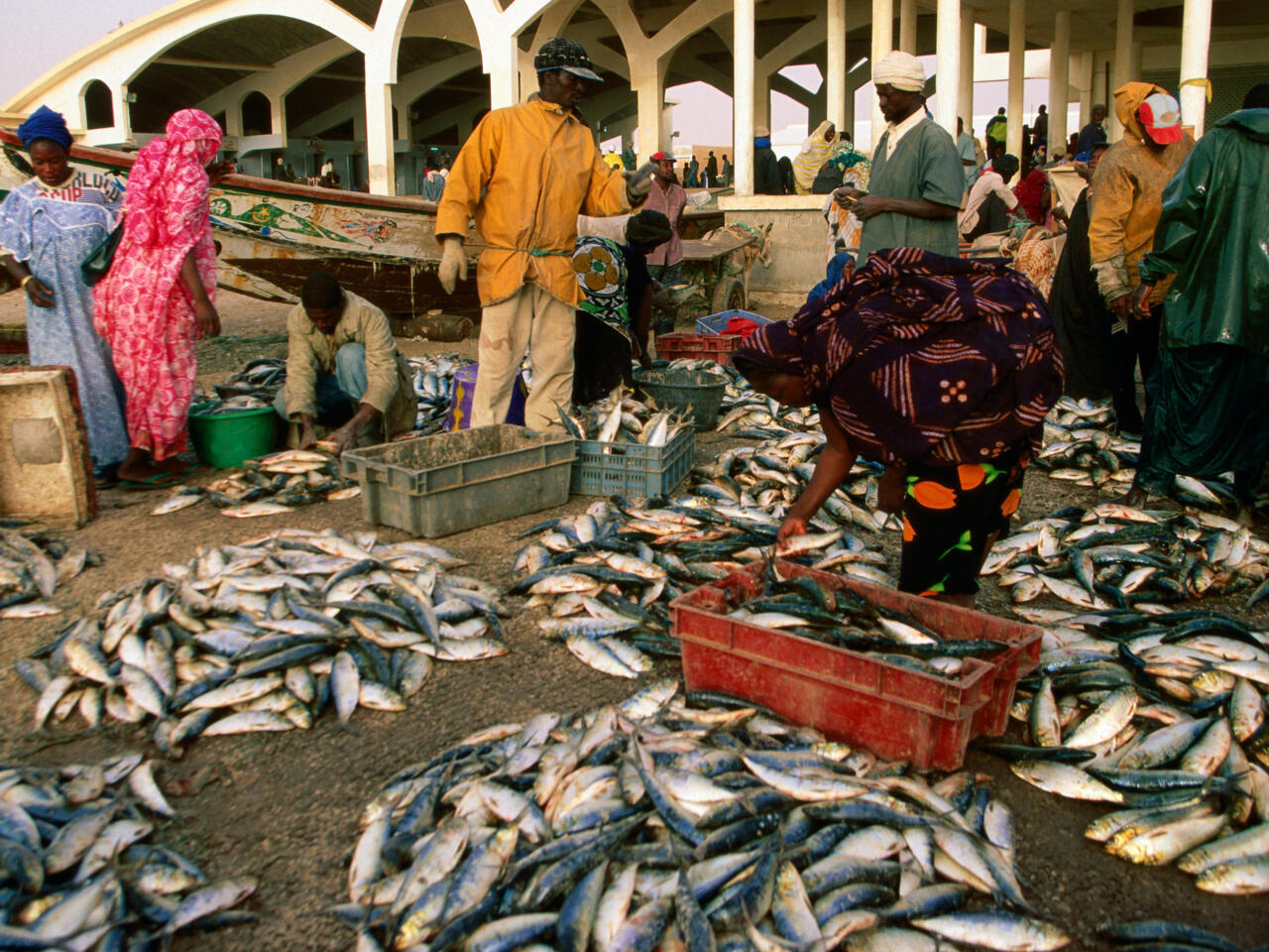 Pêche : la Mauritanie a exporté 416 000 tonnes de produits halieutiques en 2025